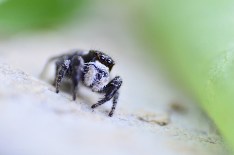 Jumping Spider (Pellenes nigrociliatus) Leela Channer.jpg